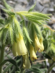 Onosma helvetica