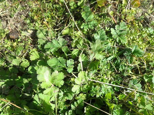 Erodium crinitum iNat (3)