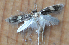 Oegoconia deauratella