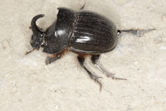 Copris hispanus