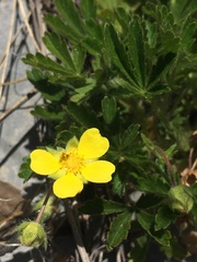 Potentilla pusilla