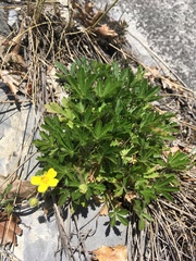 Potentilla pusilla