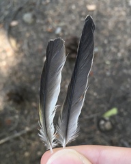 Carduelis carduelis × Serinus canaria