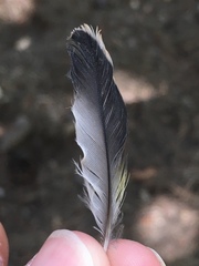Carduelis carduelis × Serinus canaria