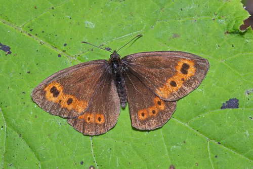 Erebia ajanensis