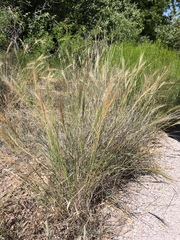 Elymus longifolius