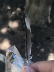 Carduelis carduelis × Serinus canaria