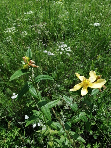 Great St. Johnswort (Hypericum ascyron)