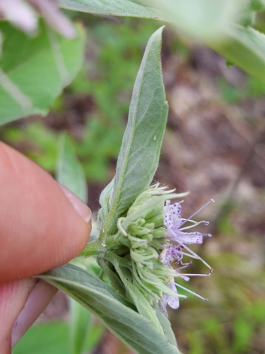 Image of Hoary Mountain-mint by no rights reserved
