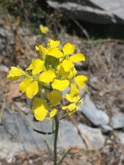 Erysimum rhaeticum