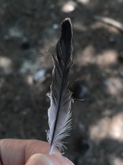 Carduelis carduelis × Serinus canaria