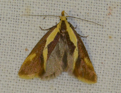Harpella forficella