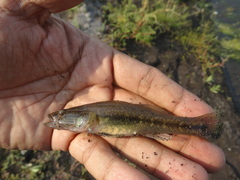 Gobiomorus polylepis