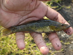 Gobiomorus polylepis