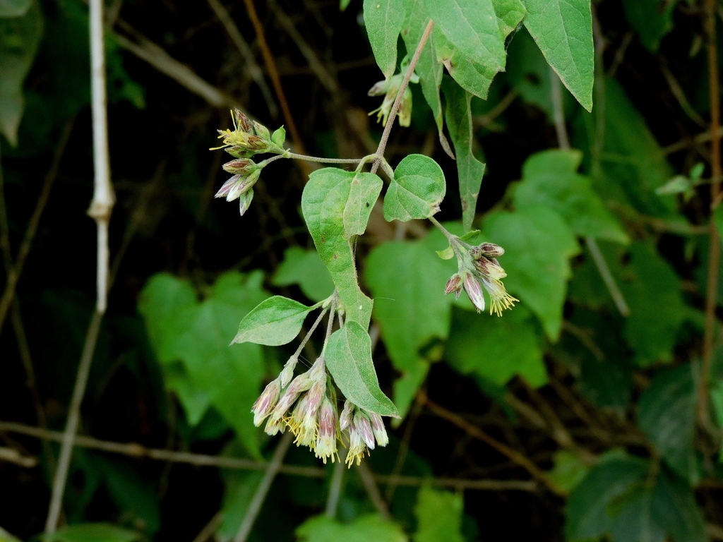 Austrobrickellia arnottii