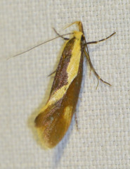 Harpella forficella