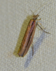 Ypsolopha ustella