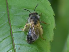 Andrena tibialis