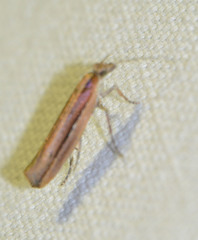 Ypsolopha ustella