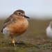 Anarhynchus obscurus obscurus - Photo (c) Noah Fenwick, μερικά δικαιώματα διατηρούνται (CC BY-NC), uploaded by Noah Fenwick