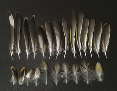 Carduelis carduelis × Serinus canaria