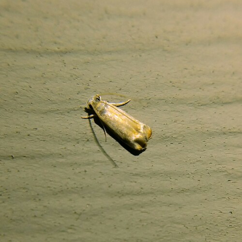 Hawaiian Dancing Moth photo 5