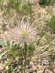 Pulsatilla montana