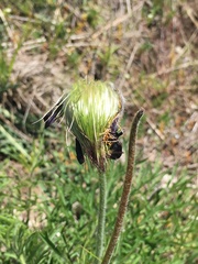 Pulsatilla montana