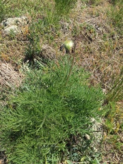 Pulsatilla montana