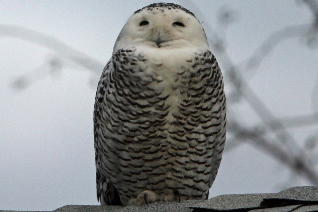 흰올빼미 from Dallas, OR 97338, USA on 2014년 12월 07일 (일) at 05:02 오후 by jayras · iNaturalist 흰올빼미 (Bubo scandiacus)