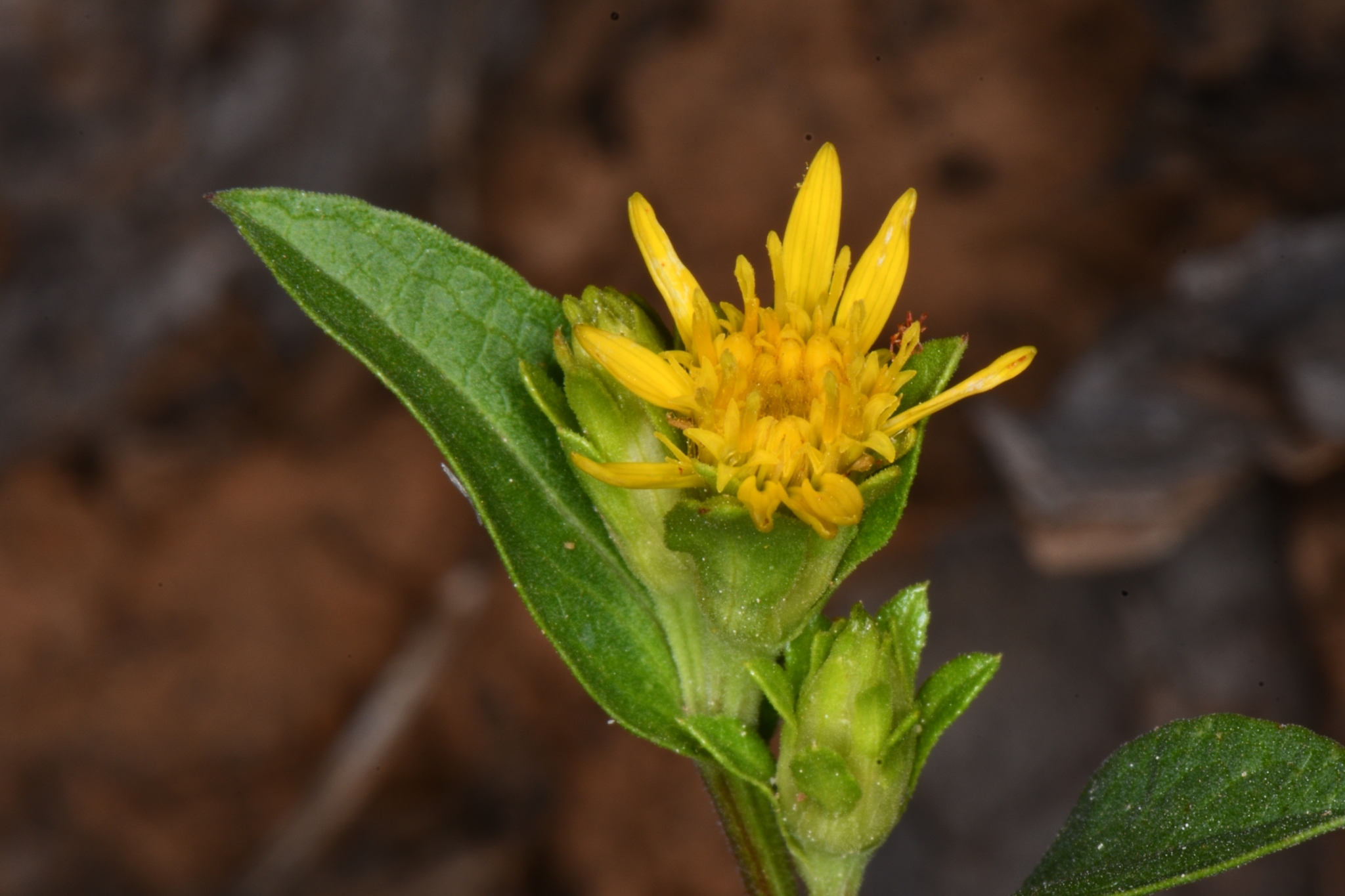 Oreochrysum parryi