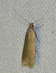 Acompsia cinerella