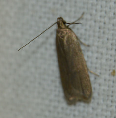 Acompsia cinerella