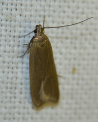 Acompsia cinerella