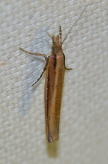 Ypsolopha ustella
