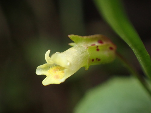 Image of Erythranthe hallii by (c) Jared Shorma, some rights reserved (CC BY)