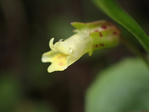 Image of Erythranthe hallii by (c) Jared Shorma, some rights reserved (CC BY)