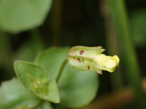 Image of Erythranthe hallii by (c) Jared Shorma, some rights reserved (CC BY)