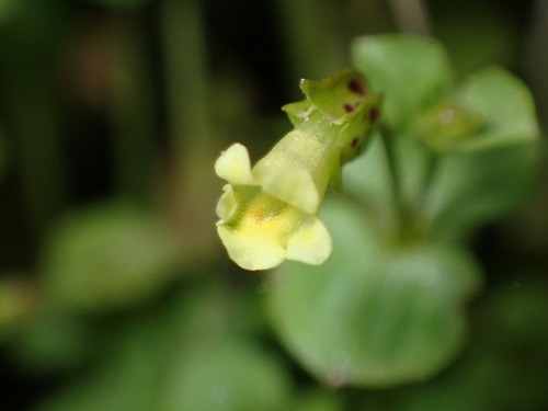 Image of Erythranthe hallii by (c) Jared Shorma, some rights reserved (CC BY)