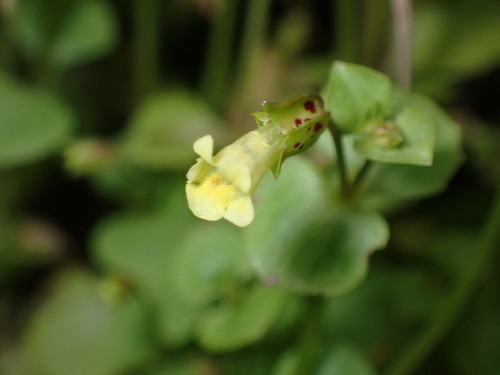 Image of Erythranthe hallii by (c) Jared Shorma, some rights reserved (CC BY)