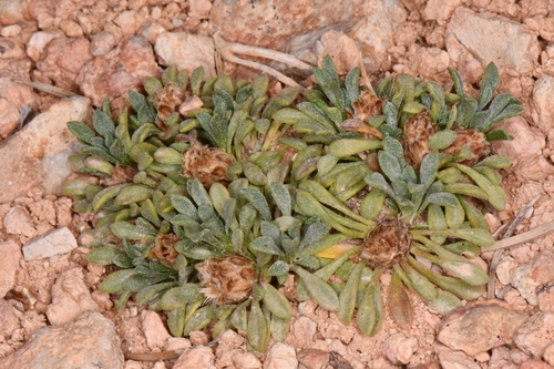 Image of Townsendia minima by (c) Darrin Gobble, some rights reserved (CC BY)