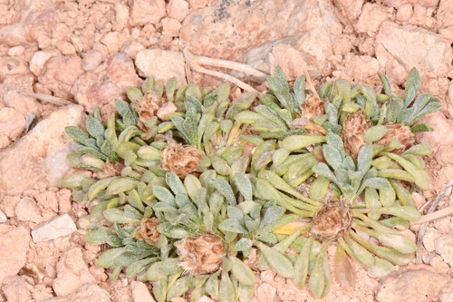 Image of Townsendia minima by (c) Darrin Gobble, some rights reserved (CC BY)