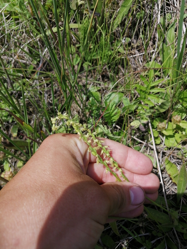 Herminium monorchis