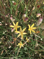 Triteleia ixioides ixioides