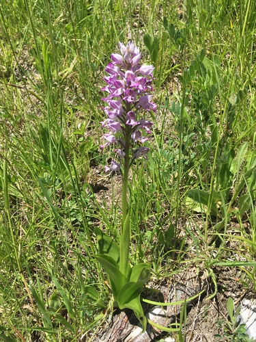 Military Orchid