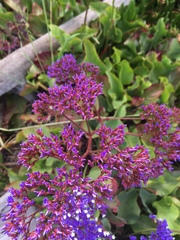 Limonium perezii
