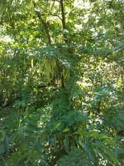 Gleditsia triacanthos