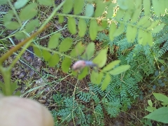 Gleditsia triacanthos