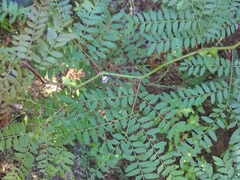 Gleditsia triacanthos
