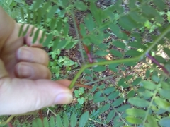 Gleditsia triacanthos